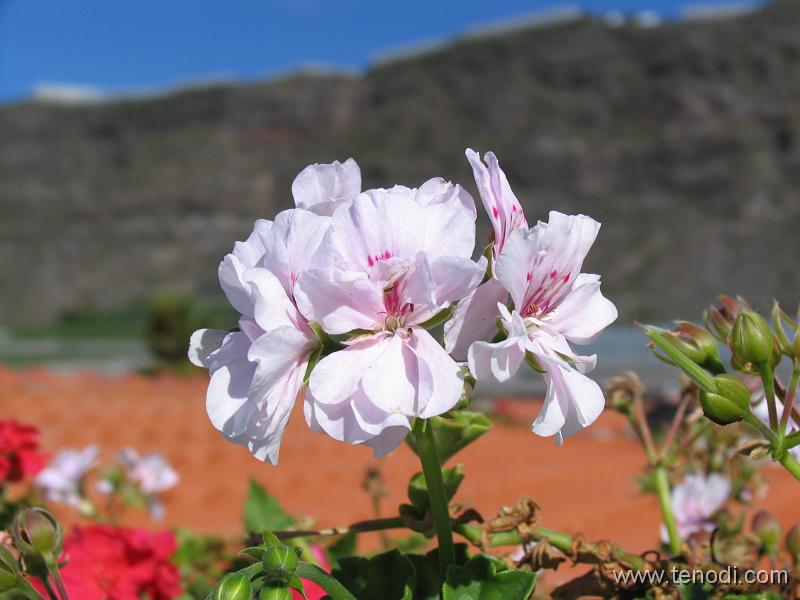 LaPalma (037).JPG